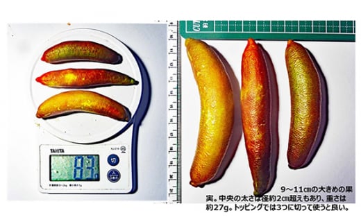 No.407 露地栽培フィンガーライム ／ 果実 柑橘 希少 森のキャビア 愛知県 特産品