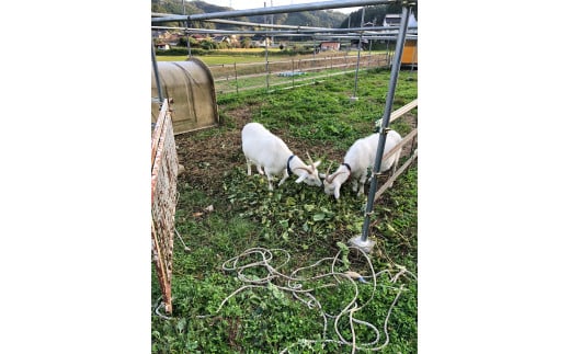 夫婦が営む"土井ん家″で魅力をたっぷり感じられる農泊体験（1泊食事なし/2名様）_S66