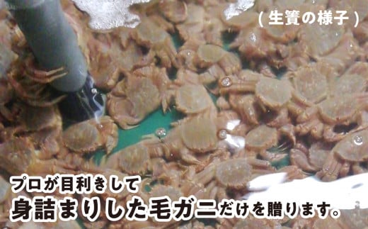 ＜2025年1月から順次発送＞ 【 定期便  全 3回 】 北海道産 浜ゆで 毛ガニ 2尾 × 3回 （ 計 6尾 ） ＜ 予約商品 ＞ 毛蟹 毛がに かに味噌 カニ味噌 新鮮 旬 ボイル 浜茹で 海鮮 海産物