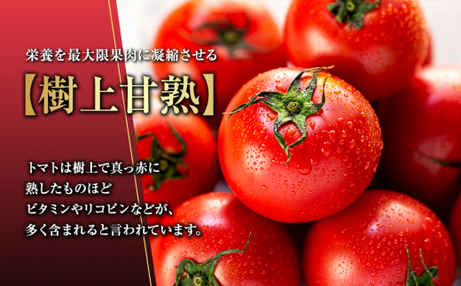 トマト フルーツトマト ルージュフルーツトマト 1kg 糖度8度以上 産地直送 厳選 樹上甘熟 長野県産 野菜 甘い コク 酸味  爽やか ビタミン ミネラル 栄養 リコピン 抗酸化力 美容 健康  [№5675-1388]