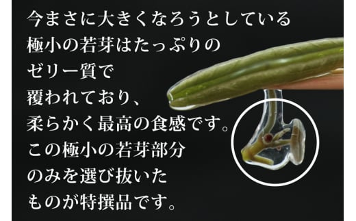 特選生じゅんさい500g ゆずタレ2個 《冷蔵》（2025年5月上旬頃～7月下旬までに発送予定） 令和7年産 2025年産 先行受付  秋田県産 三種町産