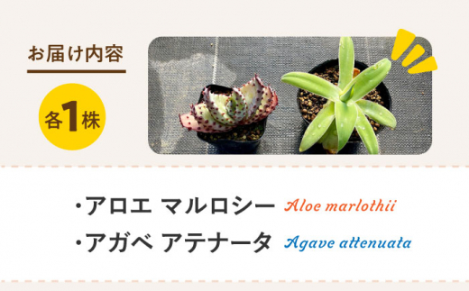 観葉植物 多肉植物 苗 植物 アロエ あろえ アガベ あがべ インテリア セット