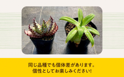 観葉植物 多肉植物 苗 植物 アロエ あろえ アガベ あがべ インテリア セット