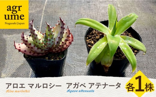 観葉植物 多肉植物 苗 植物 アロエ あろえ アガベ あがべ インテリア セット