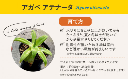 観葉植物 多肉植物 苗 植物 アロエ あろえ アガベ あがべ インテリア セット