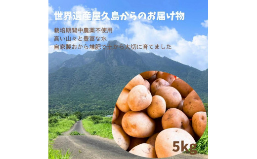 【2025年3月上旬頃から発送】屋久島産 じゃがいも 5kg＜農薬不使用＞