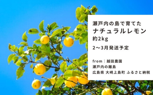 ｜予約｜2〜3月発送予定｜大崎上島産 越田農園のナチュラルレモン 約2kg