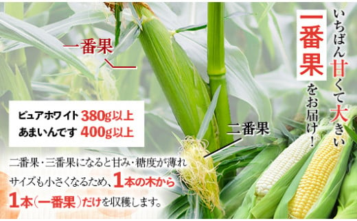 《先行受付》令和7年発送 北海道産 とうもろこし 食べ比べ ピュアホワイト10本＆あまいんです10本 朝採れ 一番果 生食 産地直送 数量限定 期間限定 NP1-171