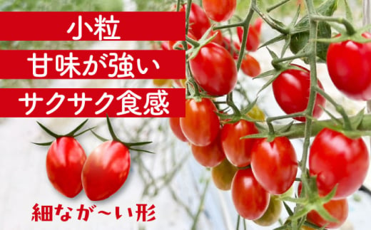 【先行予約】　ミニトマト(フロランティーノ)　800g　トマト　野菜　新鮮　期間限定トマト　愛西市/株式会社石原農園 [AEBG004]