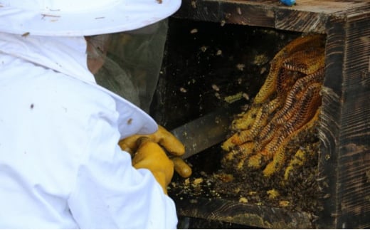 はちみつ 無添加 非加熱 希少 錦町産 くま（球磨）産 地蜂蜜 500g×1本