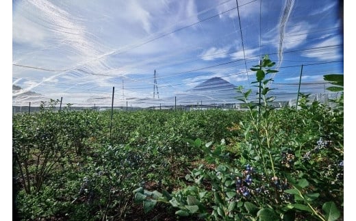 Fuji Berry 急速冷凍ブルーベリー1kg NSAA008