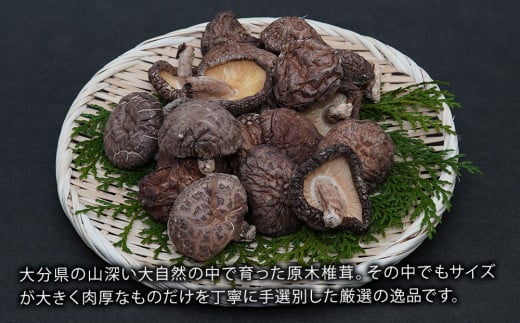 乾燥椎茸 国産 どんこ100g×5パック 乾しいたけ 干し椎茸 原木椎茸 干し椎茸 干ししいたけ 乾しいたけ 大分県産 九州 産地直送 中津市 送料無料