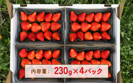 北海道いちご　けんたろう　230g×4パック 【 ふるさと納税 人気 おすすめ ランキング 果物 いちご苺 イチゴ 国産いちご 国産苺 けんたろう セット おいしい 美味しい 北海道 豊浦町 送料無料 】 TYUF005