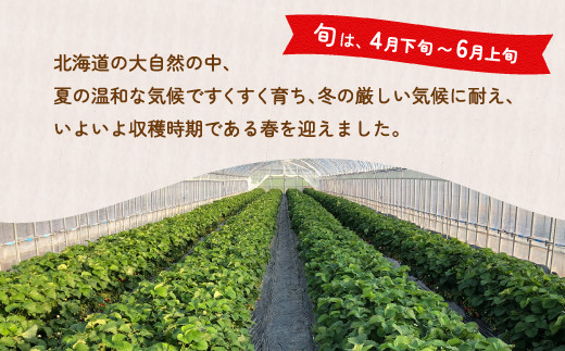 北海道いちご　けんたろう　230g×4パック 【 ふるさと納税 人気 おすすめ ランキング 果物 いちご苺 イチゴ 国産いちご 国産苺 けんたろう セット おいしい 美味しい 北海道 豊浦町 送料無料 】 TYUF005