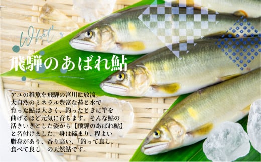 2024年産 飛騨 天然鮎 中サイズ 4尾 天然 アユ 鮎 岐阜県　室田名人　宮川下流 飛騨のあばれ鮎 急速冷凍