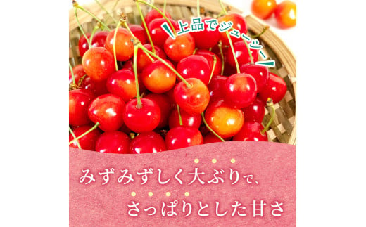 [先行受付] さくらんぼ 佐藤錦 300g×2P Lサイズ 北海道 仁木町［カムナビファーム］【 サクランボ 果物 フルーツ チェリー 】