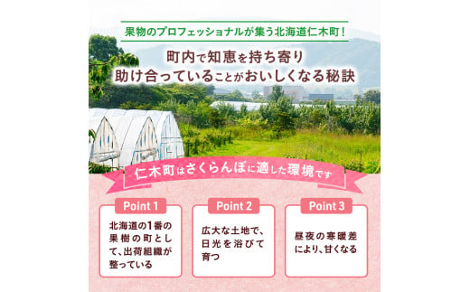 [先行受付] さくらんぼ 佐藤錦 300g×2P Lサイズ 北海道 仁木町［カムナビファーム］【 サクランボ 果物 フルーツ チェリー 】