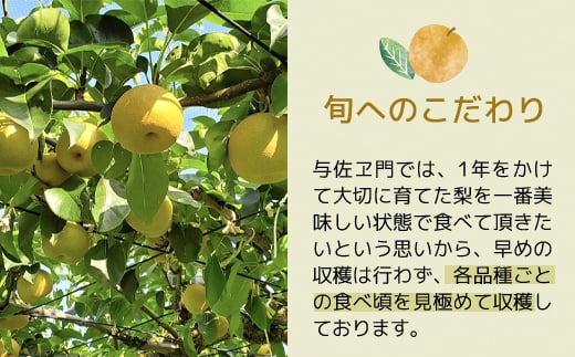 農家直送 大玉 王秋 梨 5kg  / ふるさと納税 フルーツ 果物 なし ナシ 梨 王秋 大玉 数量限定 千葉県 富里市 TMK005