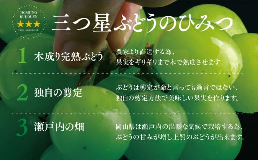 ＜先行受付＞星乃シャインマスカット 数量限定(岡山県産)　2房(1.3kg以上) TY0-0588