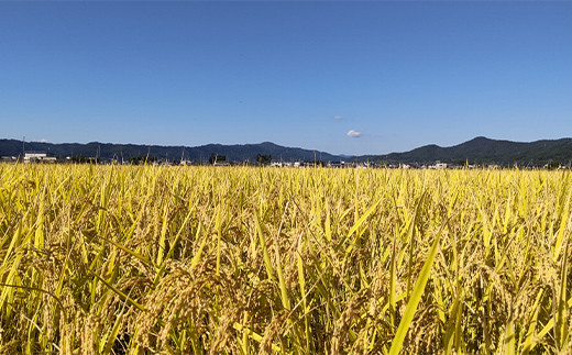 【令和6年産 新米 先行予約】 ミルキークイーン 5kg 《令和6年9月下旬～発送》 『松田観光果樹園』 山形南陽産 米 白米 ご飯 農家直送 山形県 南陽市 [1911-R6]