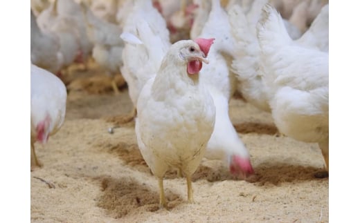 [平飼い卵30個] 全体的に甘みとコクのある黄身が特徴 ワタナベファームの優等生な末っ子【平飼い卵いろは】｜矢板市産 こだわり卵 たまご 玉子 生卵 鶏卵 [0431]