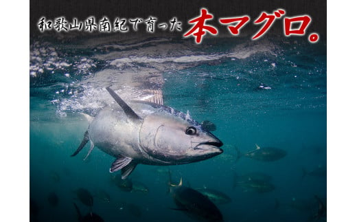 【年末発送（12月26日～30日発送）】本マグロ トロ＆赤身セット 1kg（養殖） 濃厚な赤身と高級部位トロの鮪好きにはたまらないセット 【串本町×北山村】 高級 クロマグロ まぐろ マグロ 鮪 中トロ 赤身 柵 マグロ中トロ 刺身【nks105A-sg】