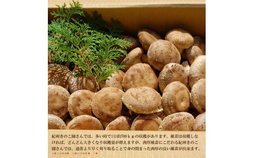 DM6003_最高級 肉厚椎茸 清流椎茸 1kg (200g×5パック)