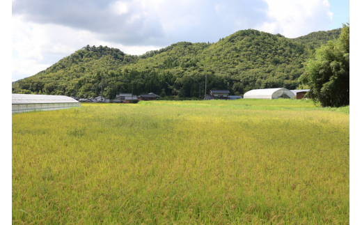 令和6年産 新米！　丹波篠山の大地で育まれたコシヒカリ　玄米30kg