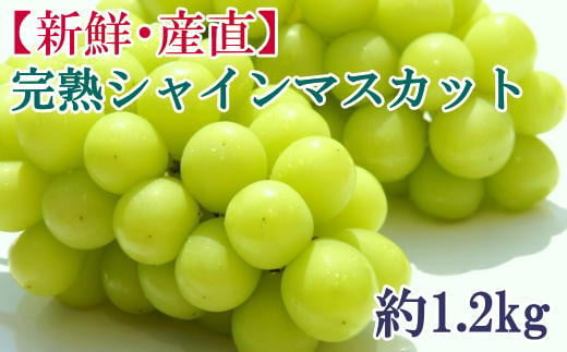 【新鮮・産直】和歌山かつらぎ町産 完熟シャインマスカット 約1.2kg  ぶどう ブドウ マスカット 果物 くだもの フルーツ 【tec923A】