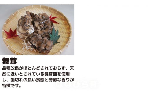 きのこ の 詰め合わせ Mサイズ ( 約1.5kg ) （茨城県共通返礼品：城里町） キノコ セット 野菜 低カロリー ダイエット デトックス バラエティ セット 新鮮