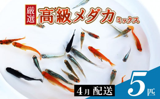 メダカ ミックス 5匹 4月配送 | めだか 混合 多種 多色 セット 選別 熱帯魚 ユリシス 楊貴妃 灯 琥珀 ブラック 黄金 暁 パンダ 鰭長 ひれなが 観賞魚 観賞用 観賞 飼育 金魚