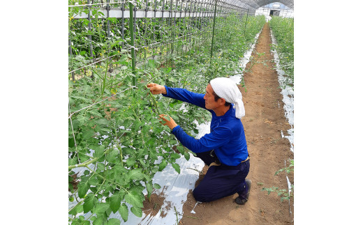 愛菜果えりーと倶楽部のミニトマト アイコ12袋｜2024年産 令和6年 国産 野菜 トマト ミニトマト サラダ 新鮮 フレッシュ リコピン [0672]