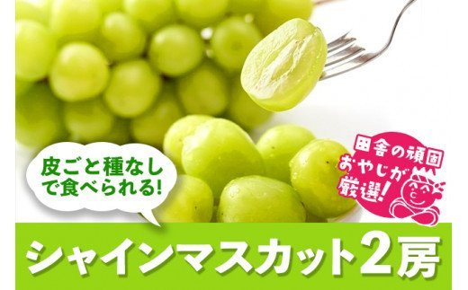 田舎の頑固おやじが厳選！シャインマスカット2房【令和6年8月から順次お届け】