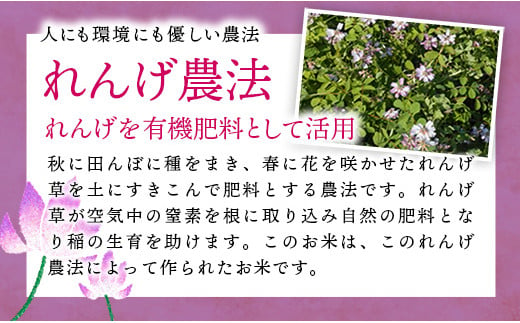 レンゲ米　こしひかり 精米 5㎏×2袋 - コシヒカリ 白米 10kg 5kgずつ 2袋 レンゲ農法 れんげ農法 栽培 埼玉県 幸手市 幸手市産