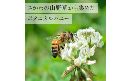 【160g×2瓶】国産 純粋 はちみつ 蜂蜜 無添加 百花蜜 生ハチミツ ピュアハニー ろ過のみ ボタニカルハニー 牧野さんの山野草ハチミツ 牧野富太郎のふるさと佐川町から直送