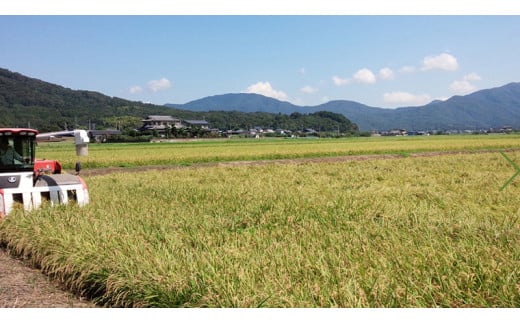 《3ヶ月定期便》 【生産者支援】 《令和5年産》茨城県桜川市産こしひかり 15kg（ 5kg × 3袋 ）× 3回 茨城県産 桜川 米 お米 白米 コメ ごはん 精米 コシヒカリ 国産 限定 [SC035sa]