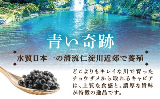 高知産熟成キャビア 約30g (化粧箱) シェルスプーン付Black Jewel 【興洋フリーズ株式会社】 [ATBX010]