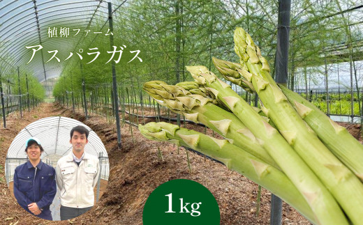 アスパラガス 1kg ｜ アスパラ アスパラガス 野菜 山口 美祢 特産品 名産品 旬の野菜 野菜 1kg