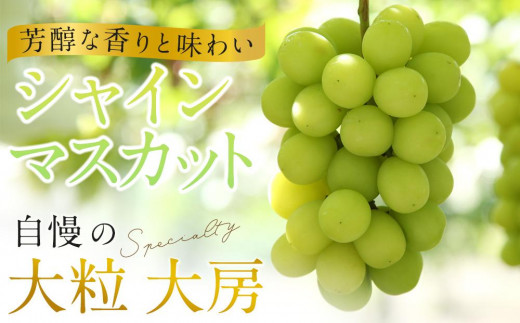 ぶどう 2024年 先行予約 黒川農園 自慢 ! の 大粒 大房 シャイン マスカット 1房 800g以上 ブドウ 葡萄  岡山県産 国産 フルーツ 果物 ギフト 