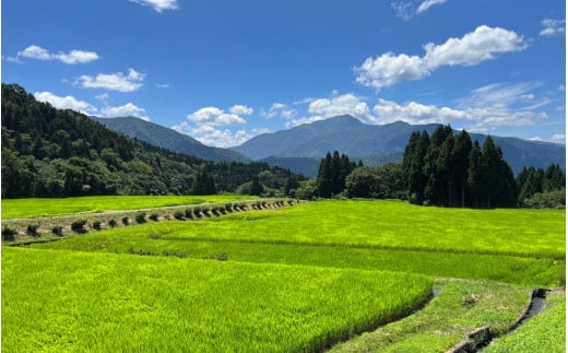 【6ヶ月定期便】【令和6年産 新米】福井県産 いちほまれ（白米）5kg×6回　計30kg