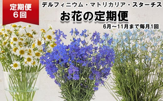 ＜定期便6回＞ お花 の 定期便 デルフィニウム マトリカリア スターチス ＜6月より発送＞