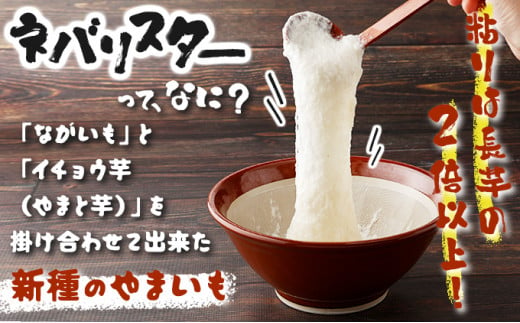 【3か月定期便】ねばりまこと芋（ネバリスター）4kg　（真空パック包装）【青森県 七戸町 送料無料 長芋 山芋 イチョウ芋 大和芋 粘り 小分け 個包装 便利 プレーン 無添加 とろろ 栄養 ご飯のお供】【02402-0293】