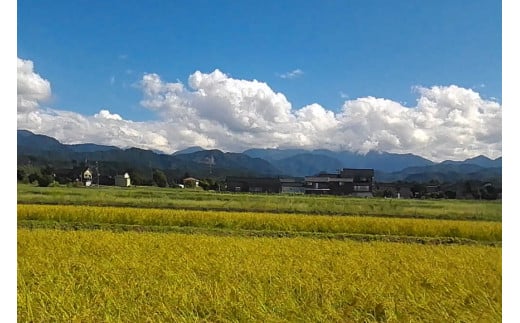 米 富山県産 自然栽培米 コシヒカリ 精米 10kg×1袋  [3ways 富山県 上市町 32280142] お米 コメ 白米 ご飯 ごはん こしひかり