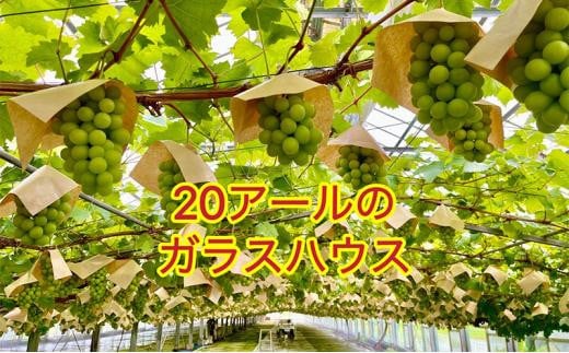 ぶどう 2025年 先行予約 シャインマスカット 厳選 秀品 約500g 1房 農林大臣賞受賞 岡山 国産 果物 フルーツ シャイン マスカット 2025年7月上旬から発送