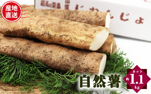 自然薯 カット状態 約1.1kg | とろろ 滋養強壮 健康食 御杖村 送料無料 期間限定 奈良県 御杖村 みつえむら