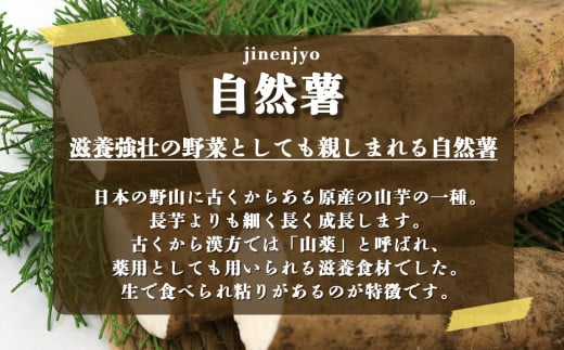 自然薯 カット状態 約1.1kg | とろろ 滋養強壮 健康食 御杖村 送料無料 期間限定 奈良県 御杖村 みつえむら