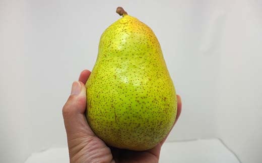 洋梨 マルゲリット・マリーラ 約3kg (5～8個) 【盛果園】 ナシ 果物 フルーツ F21U-364