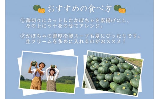 【数量限定】新拓農園のこだわり秋冬かぼちゃＭセット 【野菜 やさい カボチャ 1万円以内 10000円以内 ほくほく 甘い おいしい パンプキン 国産 産地直送 期間限定 季節限定 茨城県 鹿嶋市】（KDC-2）