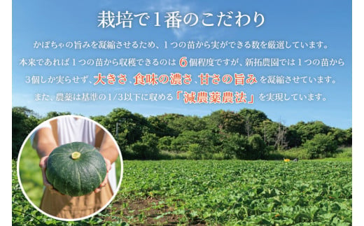 【数量限定】新拓農園のこだわり秋冬かぼちゃＭセット 【野菜 やさい カボチャ 1万円以内 10000円以内 ほくほく 甘い おいしい パンプキン 国産 産地直送 期間限定 季節限定 茨城県 鹿嶋市】（KDC-2）