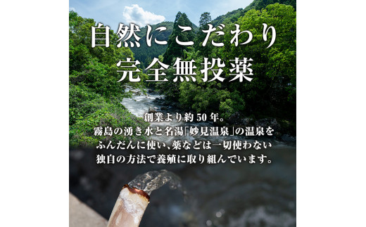 A5-034-RT ＜冷凍でお届け＞ 特別サイズ！霧島産うなぎ蒲焼き計380g以上(190g超×2尾)【田代水産】霧島市 うなぎ蒲焼 国産 鹿児島 うなぎ 鰻 ウナギ 高級 蒲焼き 蒲焼 かばやき タレ